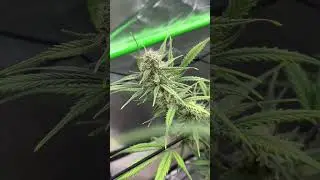 Z auto aka &ldquo;zkittelz&rdquo; is getting frosty! #420 #getlit #medicine
