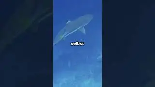 Erstaunliche Fakten &uuml;ber Schwarzspitzen  Riffhaie 🦈
