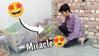 Ye Wohi budgie hy jiska Pao ktt gya tha 🤩|Pets vlog|Budgies 