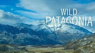 Wild Patagonia | Knowledge Network