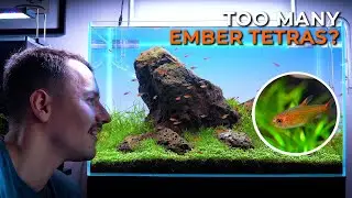 Adding 30 Ember Tetras to My Aquarium!