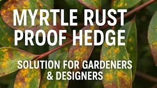 Myrtle Rust Proof Hedging Plants for Home Gardens and Designers