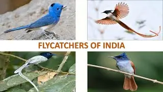 Flycatchers of India 🇮🇳 | Birds | Indian Birds