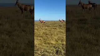 Blesbok or Blesbuck. #r62adventuretours #soundtrack #safari #southafrica #africa #wildlife #blesbok