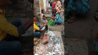 SABUJ PATA is live