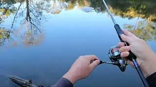 Redfin perch on a Fish Arrow flash J shad 2&rdquo;. Testing out the GoPro hero 9