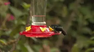 Un rinc&oacute;n de los Andes, &uacute;ltimo reducto de colibr&iacute;es que son el emblema de la capital de Ecuador