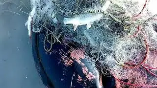 Fish hunting zarobi. Pakistan