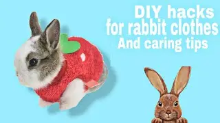 Bunny_Grooming DIY#rabbit clothes in minutes #how to take care of a bunny or rabbit#animalloverBUNNY