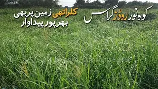 5 year Rhodes Grass Seeds for Rhodes Grass Hay for exports