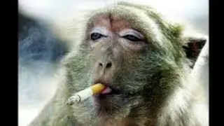 Le rire des singes et leurs mouvements &eacute;tranges et dr&ocirc;les