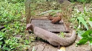 The Mongoose Broke The Cage And Hunted The Chicken 