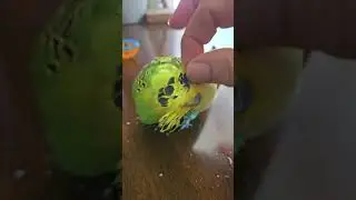 Попугайчик обожает, когда его чешут на голове.