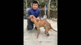 - AYUDANDO a un refugio de PERRITOS 😊