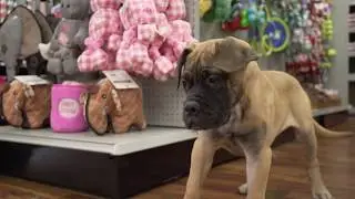 Best Guard Dog Breeds For Your Home | Petland Texas