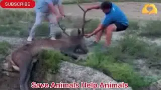 Humanity Still alive/kangaroo rescue #kangaroo #child #road #accidents #animals #shorts #vedio#viral
