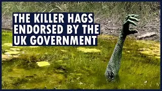 Who are Jenny Greenteeth, Nelly Longarms and Peg Powler? | WATER HAG FOLKLORE 