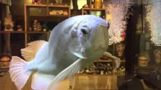 Platinum Green Arowana