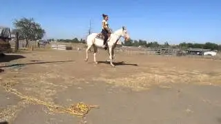 Paint Horse For Sale (gelding) - Cisco SOLD
