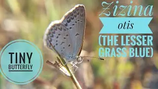 Zizina otis (The Lesse Grass Blue)
