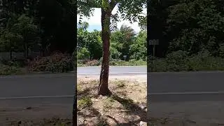 apesar das dificuldades eu aprendi a gostar desse lugar Esperantina pi. obg Deus p&oacute; mas esse dia