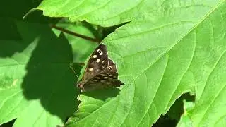 Speckled Wood Butterfly UK Wildlife