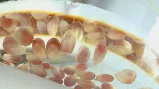 half-popped popcorn