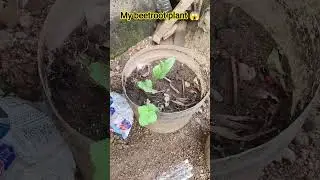 my beetroot plant...😍#reels #video #viral#plants # trending #shots #shortvideo