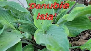 Хоста 'Danubie Isla'