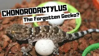 Chondrodactylus - The Forgotten Gecko?