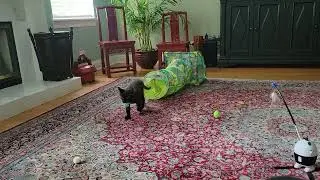 Kitten playing