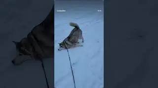 #huskyfun #собака #хаскибайкал #huskyplay #funny #животныешляйх #memes