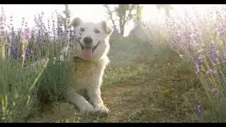 Happy 😊 Dog Copyright Free 4k Video