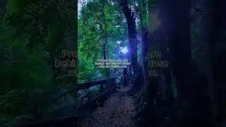 Tarra-Bulga National Park #Australia #Quotes #heal #life #relax #peace #love #travel #motivation
