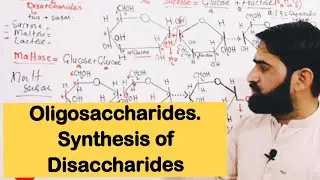 Oligosaccharides|Disaccharides|Synthesis|properties|