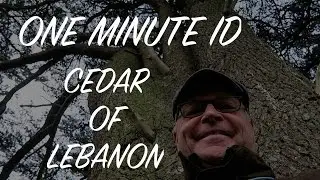 Cedar of Lebanon One Minute ID A Majestic Introduction to the UK Countryside