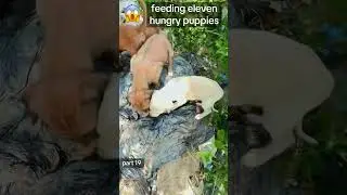 puppies | hungry puppy | dog food | video of feeding puppies