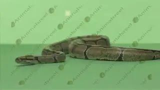 Snake crawling green screen video 45. Green screen animals stock footage.