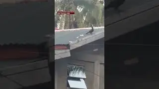 Pabonus ng mayor, tinangay ng isang uwak at saka pinaagaw sa mga tao