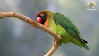 Conservation of the Black-cheeked lovebird | Loro Parque Fundaci&oacute;n