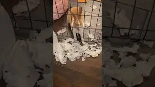 Daisy the bunny makes a mess when she&rsquo;s mad at us!