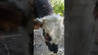 toritos #toros #vacas #ganado #animales #terneros #naturaleza #shorts