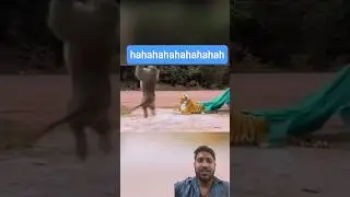 fake tiger in prank 🐒🐒🐒 monkey viral video #funny #comedy short