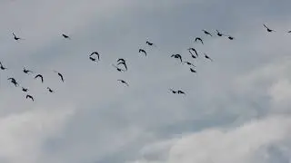 European Golden Plover, Piviere dorato (Pluvialis apricaria)