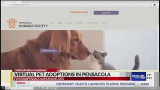 Everything's virtual these days! Including pet adoptions!