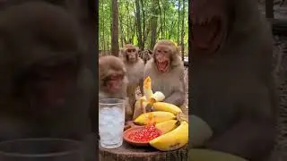 Monkey vibes all day! 🇺🇸🇬🇧  #MonkeyVibes #FunnyMonkey #CuteMonkey #MonkeyVideo #FunnyAnimals #Comedy
