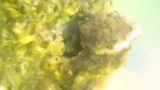 Snorkeling at Ship Island