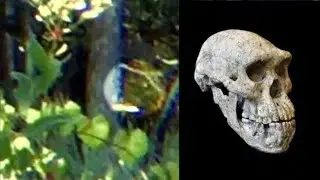 NEW Bigfoot Documenary-Relict Hominoids Are Still Out There and Living Right Under Your Nose