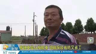 搬運車變身槓麻車 胡麻採收省時又省工20211201