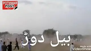 Bul race in pothwar region